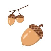 bellota, roble árbol fruta, de moda plano estilo aislado en blanco antecedentes ilustración vector