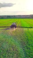 A tractor sprays wheat field with pesticides. Fine mist covers green crops as the machine moves row by row to protect against pests and disease. video