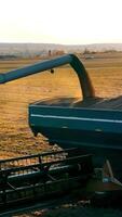 Drone films soybeans being loaded for transport. Farmers complete harvest and move crops into large containers ready for delivery to the warehouse. video