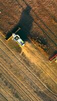 Drone captures golden fields during soybean harvest. A combine moves through rows of crops, collecting ripe beans in evening light from above. video