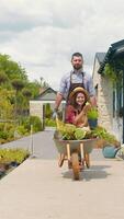 Happy gardeners laugh together as a man pushes a woman in a flower-filled wheelbarrow. Their cheerful energy fills the blooming yard with joy. video