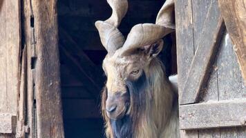 Goat with long horns standing in a barn video