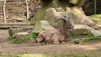 A goat is sitting on a rock in a zoo video