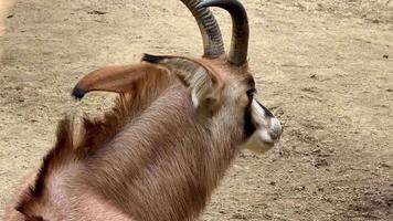 A close up of a goat with long horns video