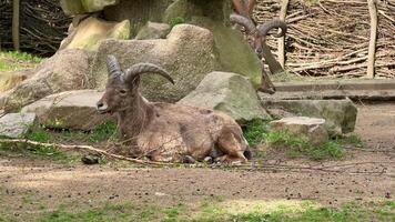 A goat laying down in a zoo enclosure video