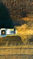 Top drone view of a combine harvesting soybeans at sunset. Machinery cuts golden rows as long shadows stretch across the dry field. video