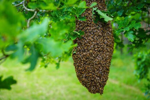 Experience the wonder of nature with this stunning image of a honeybee swarm on a tree branch. This display of bees showcases their vital role as pollinators in our ecosystem. photo