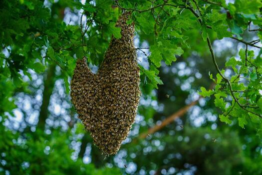 A swarm of honeybees clusters on a tree branch in a forest, showcasing their natural behavior. This phenomenon highlights the importance of bees in our ecosystem and beekeeping. photo