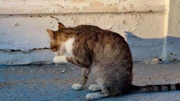 A cat is sitting on the ground and scratching its paw video