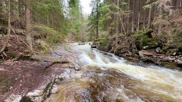 een rivier- rennen door een Woud met bomen video