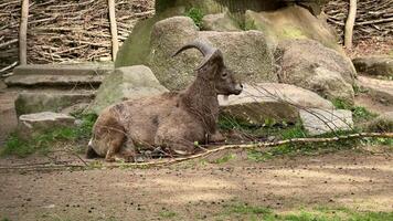 A goat sitting on the ground near some rocks video