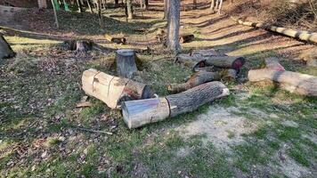 A group of logs in the woods video