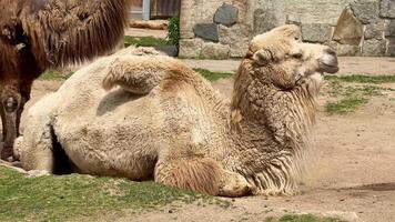 Two camels are sitting on the ground video