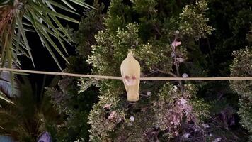 A bird is sitting on a wire in front of a tree video