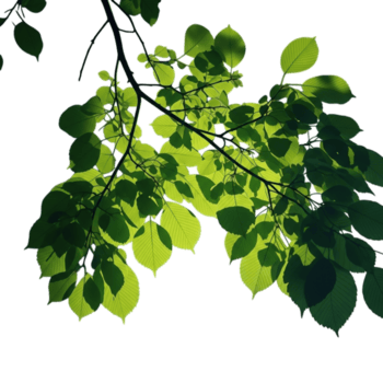 luce del sole filtraggio attraverso vivace verde le foglie su albero rami la creazione di un' screziata effetto isolato su trasparente sfondo png