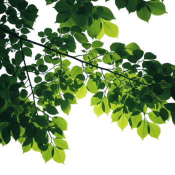 Sunlit green leaves on a branch with a soft bokeh background isolated on transparent background png