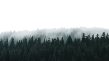 Foggy evergreen forest edge silhouette on a transparent isolated digital backdrop, ideal for png