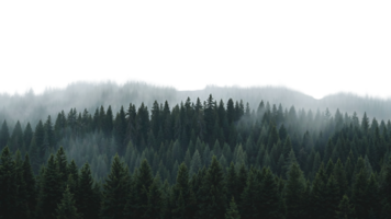 Majestic conifer forest scene in a misty atmosphere with a transparent top section png