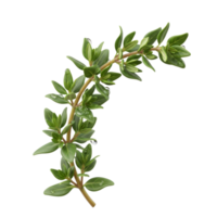 Fresh Green Branch of Aromatic Rosemary Herb png