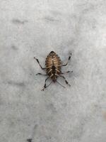 a upside down stink bug photo