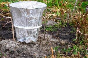 Spring.Garden plant covered with cellophane for greenhouse effect photo