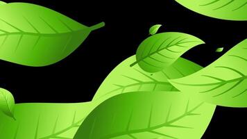 Fresh Green Leaves Slowly Falling Animation video