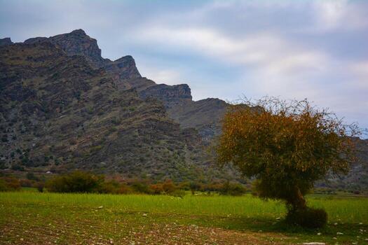 A lone tree in a field with a mountain in the background photo