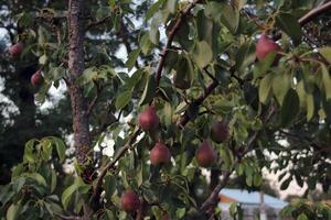 A fruit tree, a pear, with numerous fruits of red or reddish-green colour, hanging on the branches among the foliage. photo