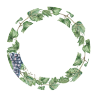 Round frame of ripe grapevine. Isolated watercolor illustration for tableware, home textile, printed design and harvest day. png