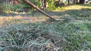 raking the grass while basking in the warm rays of the evening sun, surrounded by a beautiful garden video