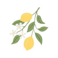 drawing lemon tree branch with fruits,flowers and green leaves isolated at white background vector