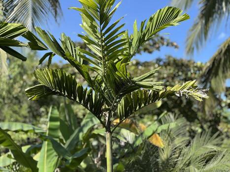 A small palm tree with feathery, green fronds arranged symmetrically around a thin, upright trunk. photo