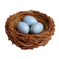 Blue Eggs in a Natural Nest Surrounded by Twigs and Grass png