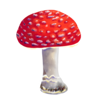 Hand painted illustration of a fly agaric mushroom, Amanita muscaria, with a red cap and white stem, rich colors, soft texture. Perfect for botanical designs, forest projects, educational materials. png