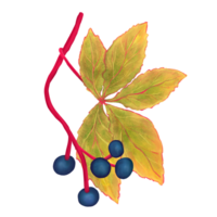 Wild grapevine hand drawn illustration with deep blue berries and vibrant autumn leaves, soft texture. Ideal for botanical projects, seasonal decor, packaging, or educational materials. png