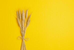 Ears of wheat on a yellow photo