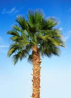 Palm tree on a sky photo