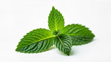 Vibrant green mint leaf isolated on a clean white background. Suitable for food, herbal, or natural product concepts. photo