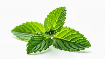 Vibrant green mint leaf isolated on a clean white background. Suitable for food, beverage, herbal, or natural product concepts. photo