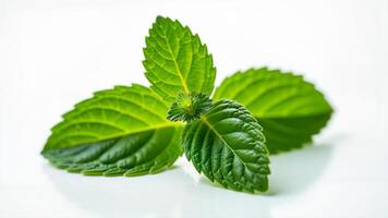 Vibrant green mint leaves isolated on a clean white background. Suitable for food, beverage, herbal, or natural health product visuals. photo