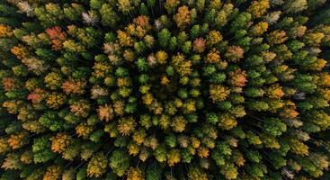 Aerial View of Forest Trees in Autumn Colors From Above photo
