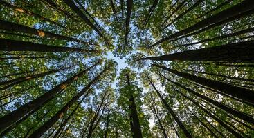 Looking Up at Tall Trees in Forest Canopy with Sky View photo