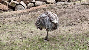 A truly fascinating bird with its unique and colorful plumage was observed thriving in its natural habitat photo