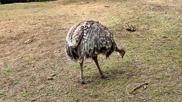 An ostrich is actively searching for food on the ground in a beautiful and natural setting of its habitat photo