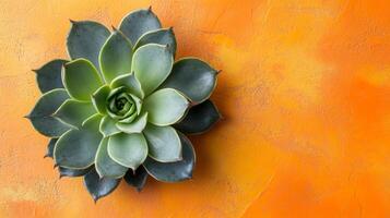 Top view Pachyphytum on a vibrant background, plant setting photo