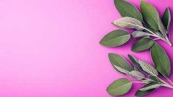 Top view photorealistic Sage, plant set on a vibrant background photo