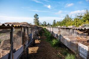 Two rows of rabbit cages with corrugated metal roofs and wire mesh enclosures, set outdoors with grass, straw, and trees visible in the distance. photo