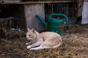 A light orange cat rests on straw in front of rabbit cages with a green watering can nearby, set in a rustic outdoor or farm like environment. photo