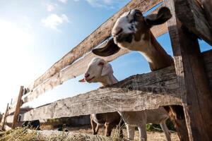 Close up of two goats looking through a weathered wooden fence under a bright blue sky with scattered clouds, highlighting their curious expressions. photo