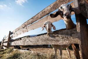 Two goats peer through a weathered wooden fence, with dry straw on the ground and faint farm structures visible under a clear blue sky. photo